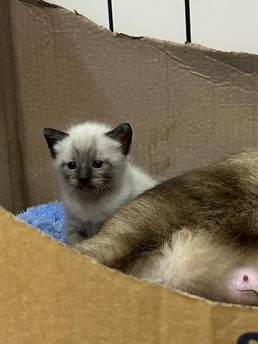 heyvan adlari: Siam — 7