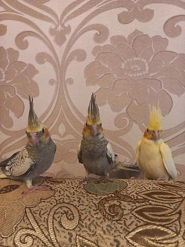 Tutuquşları: Nimfa (Cockatiel) tutuquşuları – 3 ədəd Xüsusiyyətlər: - Növ: Nimfa — 4