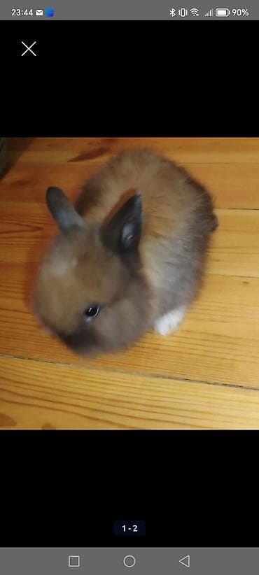 Ev heyvanı – dekorativ dovşan - Növ: dekorativ ev dovşanı (uzun