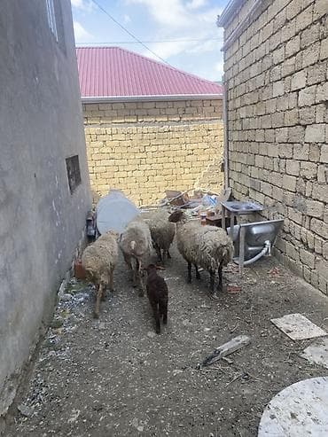 pulsuz heyvanlar verilir: Qoyunlar var icndə boğaz olanıda var ana balada var real alcıya — 2