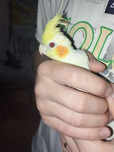 korella tutuquşu: Nimfa (cockatiel) tutuquşu - Rəng: açıq sarı-ağ tüklər, yanaqlarda — 2