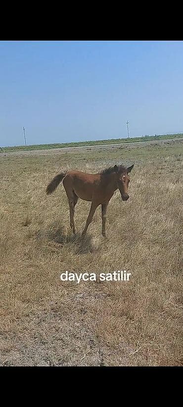 at bazarı: Dayça satılır - Növ: at dayçası (tay) - Rəng: qır - Alnında ağ ləkə - — 2