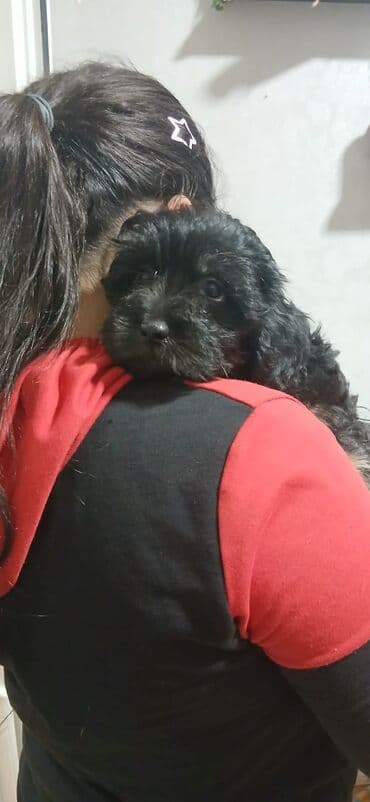 balaca itlərin qiyməti: Məhsul: Yavru itlər (iki bala) Təsvir: - Cins: Kiçik ölçülü, uzun — 5