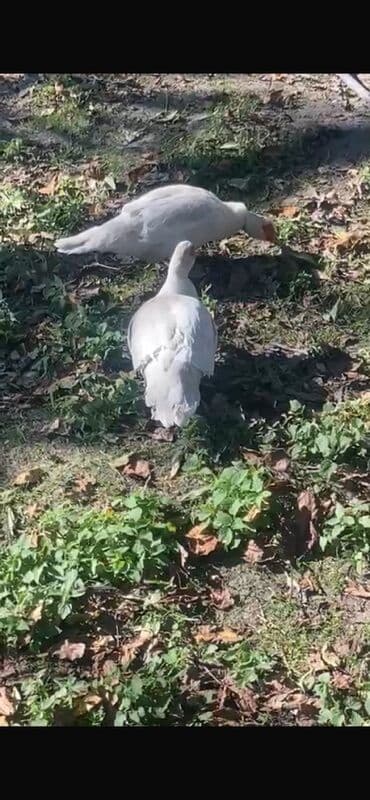 сколько стоит щенок чау чау: Məhsul: Muskoviy ördəkləri (indo-ördəklər) Kül rencilər lavandadı — 5