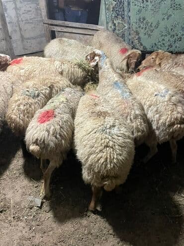 Salam heyvanlar hamısı sağlam heyvanlardı hamısı boğazdır!!! — 7