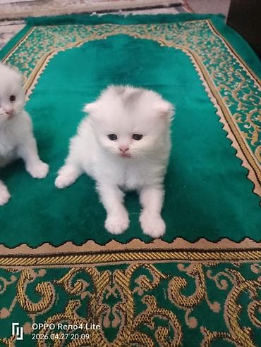 pişik sahiblendirmek: Ağ tüklü balaca pişik balaları - Cinsinə bənzər: Scottish — 3