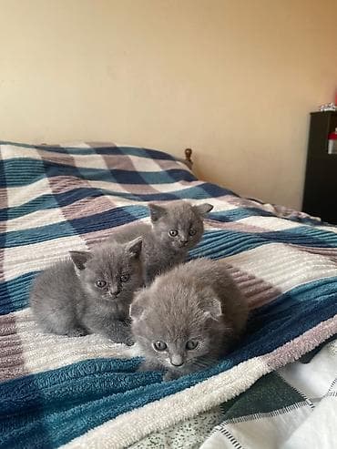 Boz tüklü balaca pişik balaları - Rəng: bərabər, vahid tünd-boz lalafo.az -da Boz tüklü balaca pişik balaları - Rəng: bərabər, vahid tünd-boz