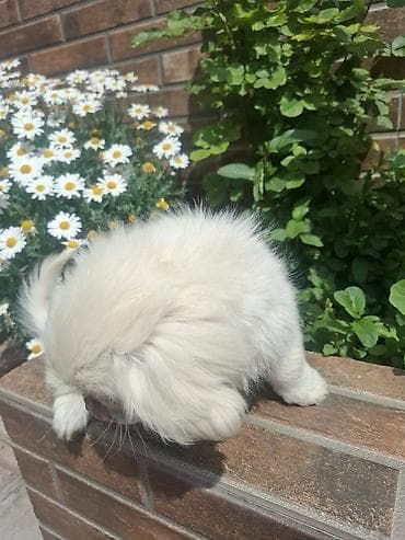 balaca ev itleri: Pekines, 3 ay, Erkek, Peyvəndli, Pulsuz çatdırılma — 3