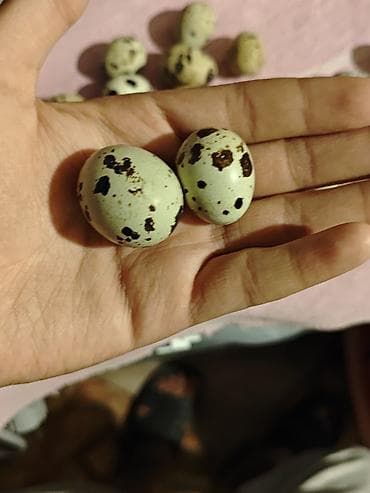 kənd yumurta: Məhsul: bildirçin mayalı yumurta 1 ədədi 15 qəpikdir her gün təzə — 3