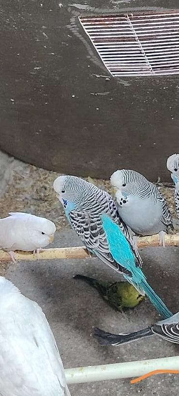 tutuquşu satışı: Məhsul: Çex quşları hazır cütlər Təsvir: - Növlər: Dalğalı tutuquşu — 7
