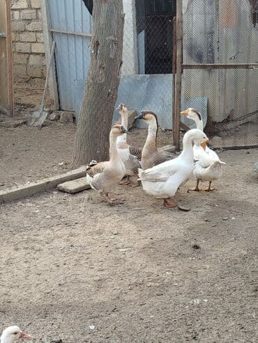 en gozel it adlari: 5eded qaz 250m — 3