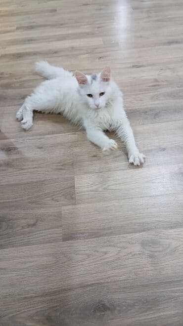 Gəmiricilər: Türk anqora, Yaxşı əllərə — 3