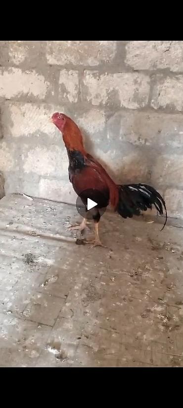 satdiq danalar: Xoruz, il: 1, Ödənişli çatdırılma — 4