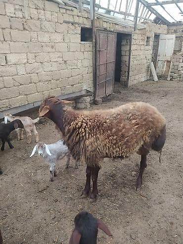 qala qoçu: DAMAZLIQ QALA QOÇU SATILIR 2 YAŞI VAR KEÇƏN İLKİ TOĞLUDUR REAL ALICI — 2