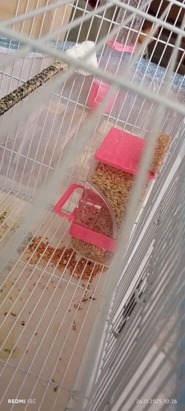 Yuvalar: Quş qəfəsi dəsti - Ölçü: 60 × 40 × 40 sm (şəkildə qeyd olunub) - — 4