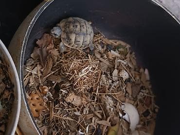 Птицы: Salam tısbağa balası satılır bu sentyabr ayında çıxıb.Son 1 ədəd — 5