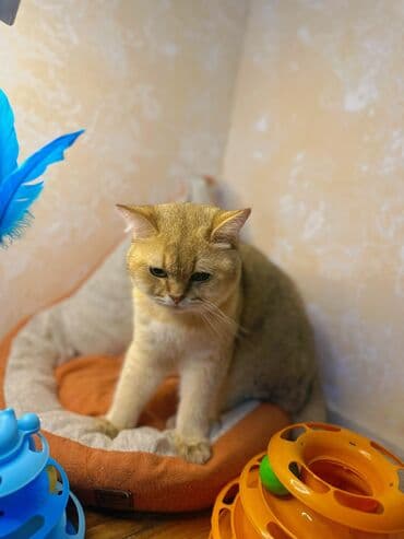 cütleşdirme: Золотая шиншилла, Самец, Для вязки, Бесплатная доставка, Платная доставка, Доставка в районы — 4