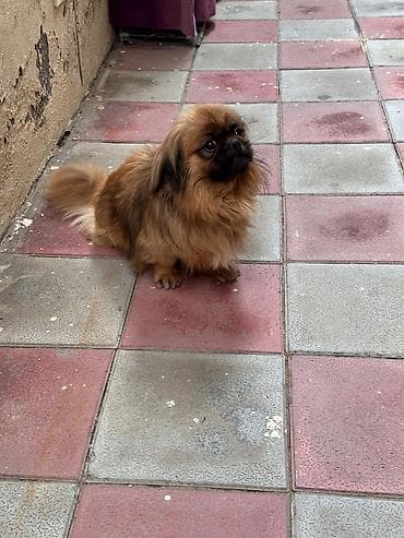 ov itləri: Pekingese ev itidi peyvəndide olunub — 6