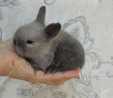 norka heyvan: Cins boyumeyen dovşan balalari. Tek ve top satilir. Çatdirma metro ve — 9