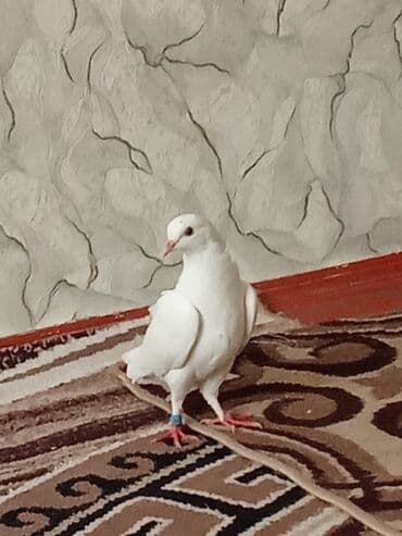 en iri it cinsi: Ağ göyərçin – ev quşu - Tam ağ lələk örtüyü, zərif quruluş - Qaşın — 3