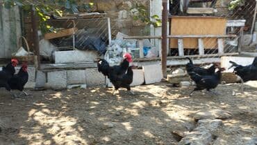 sultan toyuqlar: Toyuq, Australorp, Damazlıq, Ünvandan götürmə — 4