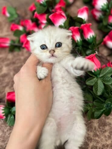 pişik geyimi: Şotland, Erkək, Dişi, Yaxşı əllərə, Ünvandan götürmə, Ödənişli çatdırılma, Rayonlara çatdırılma — 4