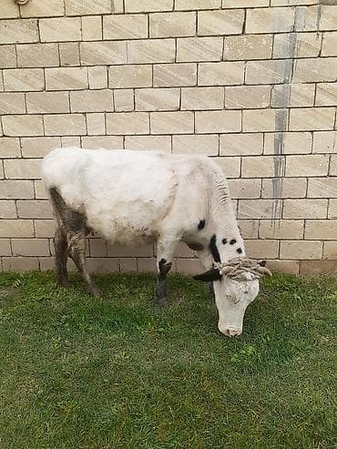 Dişi, Holsteyn, il: 6, 500 kq, Damazlıq, Ünvandan götürmə