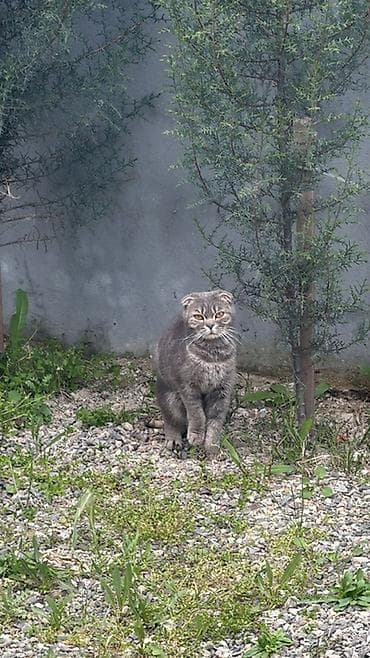 pişik cantası: Şotland, Dişi, Cütləşmə üçün, Pulsuz çatdırılma — 3