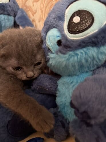 вислоухий кот цена: Şotland yastı qulaq, Dişi — 2