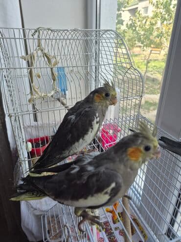 papuqay yumurtadan necə gune cixir: 1aylıq balalar əl dişləmir özünüzə öyrətmək çox asan olacaq baş — 1