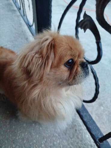 чихуахуа в добрые руки: Пекинес, 10 месяцев, Самец, Самовывоз — 4