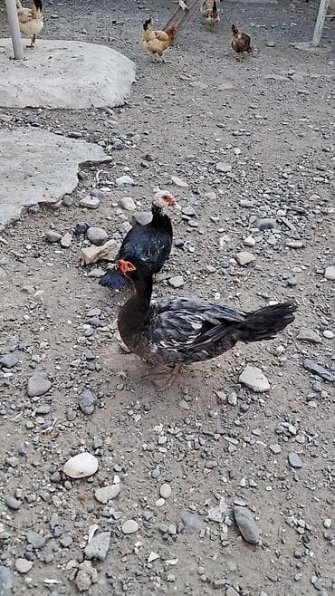 rengli quslar: Qiymət dişilərə aitdir. təmiz qan qara zümrüdü erkek 45 Lavanda — 7