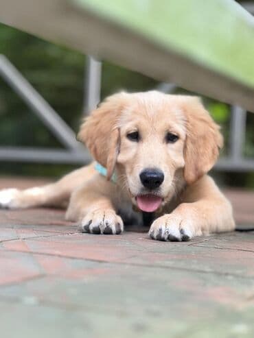 сколько стоит шпиц: Ретривер, 7 месяцев, Самец, С прививками — 2