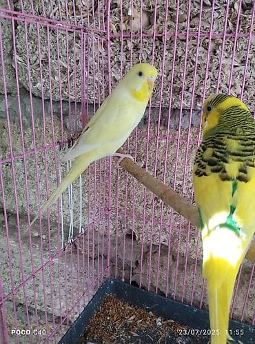 suda yaşayan heyvanlar: Hazir cut sari qirmizi göz rainbow — 4