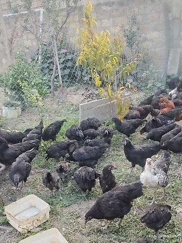 cuca: 🐔 Australorp Toyuqun cücələri satışda! Şəkildə qeyd olunmuş — 4