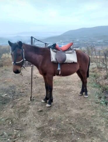 Гуси: At satılır erkəydi 0771712163 vacapta yazın ətraflı danşaq — 1