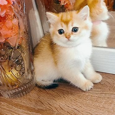 elektrik yuvası: Britan — 5