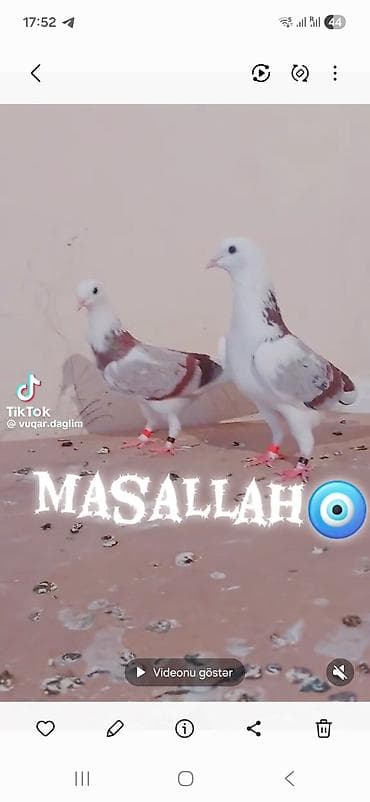 Qırmızı-boz naxışlı, ağ əsas rəngli dekorativ göyərçinlər dəsti