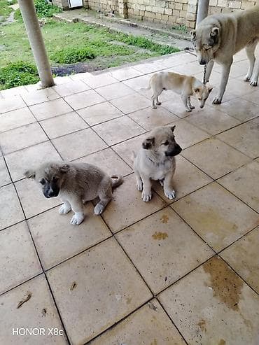 golden iti: İt balaları – iri cins, həyətyanı sahə üçün • Cins/type: Böyük — 4