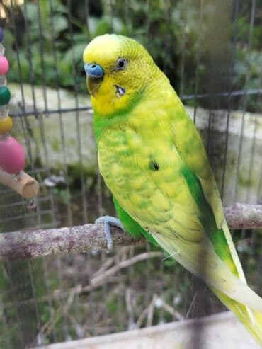кольчатый попугай цена: Papuqaylar satılır Erkəy mayadı cütü 30 manat. Qəfəslə 45 manat. Ünvan — 3