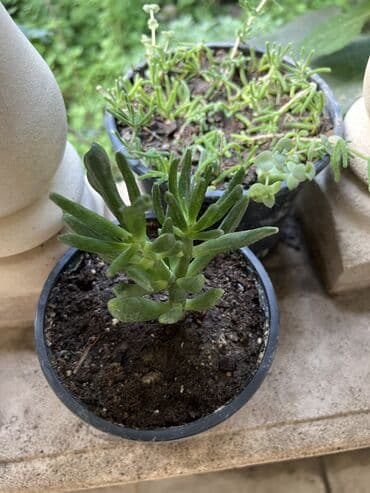 yumru xalça: Xalça — 18