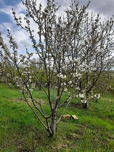 alma gülü: Qusar Kendi 10 km araligda ponramali yerdi deyerinden aṣagi, rial — 9