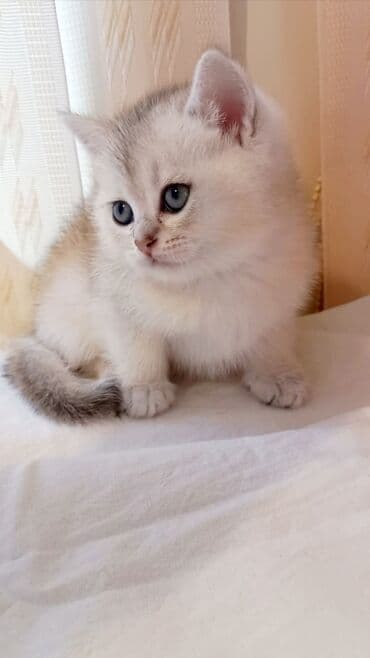 qold pişik: Britan, Erkək, Ünvandan götürmə — 4