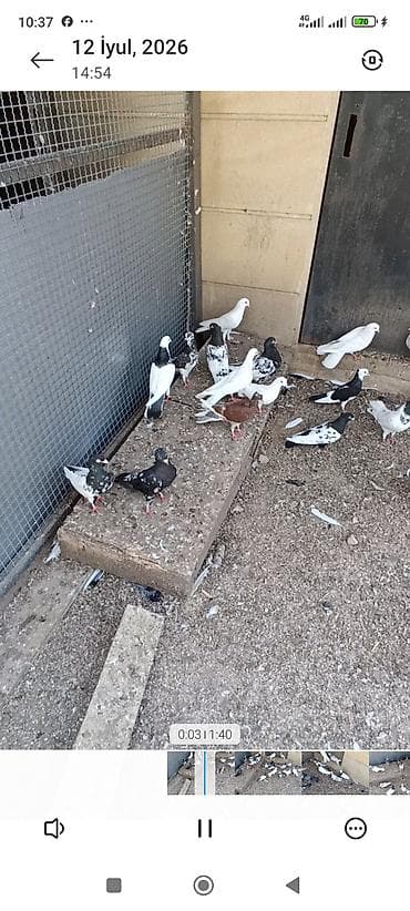 ağ baliq: Biri 10-50₼ arası satılır. Kürdə razılaşmaq olar. Ev göyərçinləri — 3