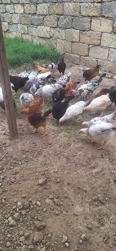 Toyuq cücələri, Damazlıq