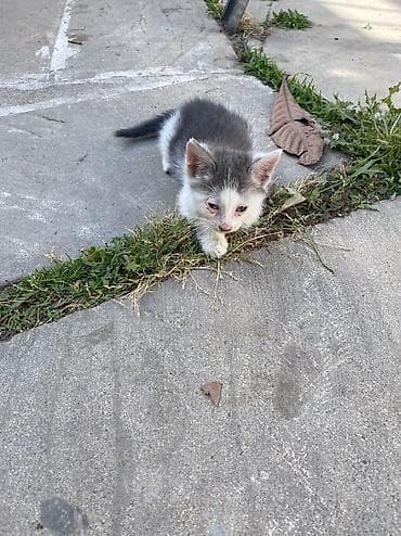 Pişiklər: Pişikler etibarli ellere — 6