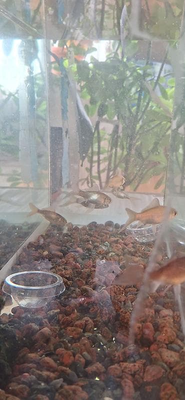 akvarium balaca: Dördbucaq akvarium, Balıqlarla birlikdə, 35 l, Ünvandan götürmə — 3