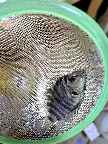 balq: Cixlid balığı — 1