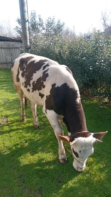 simental erkek dana: Qaramal – erkək dana (qara-ağ alaca) simental 1 il 8 ayliq hundur — 6