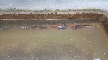 Heyvanlar üçün mallar: Koi, Sülhsevər — 2